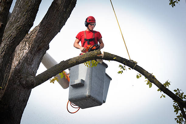 Best Storm Damage Tree Cleanup  in Speedway, IN